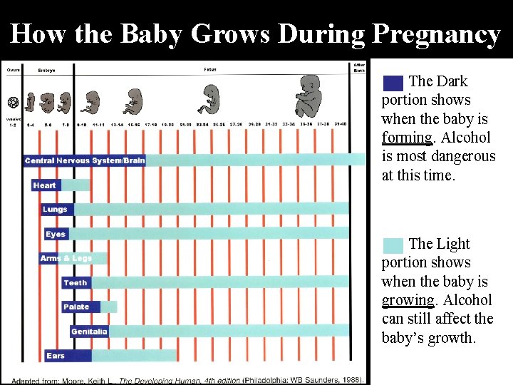 How the Baby Grows During Pregnancy The Dark portion shows when the baby is