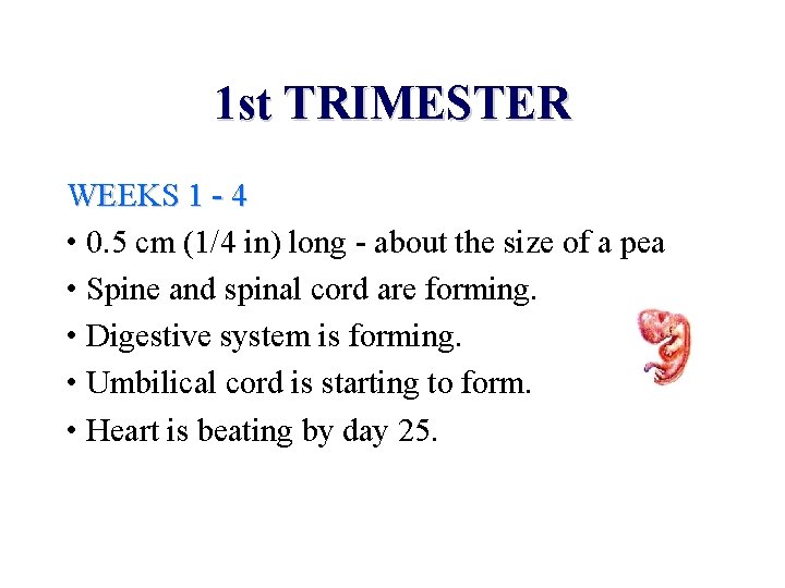 1 st TRIMESTER WEEKS 1 - 4 • 0. 5 cm (1/4 in) long
