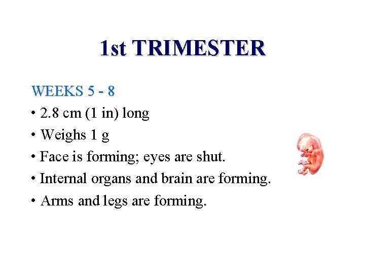 1 st TRIMESTER WEEKS 5 - 8 • 2. 8 cm (1 in) long