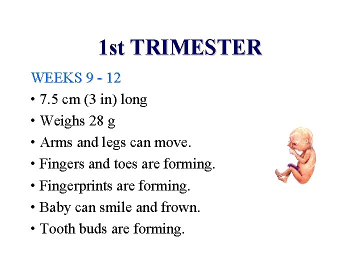 1 st TRIMESTER WEEKS 9 - 12 • 7. 5 cm (3 in) long