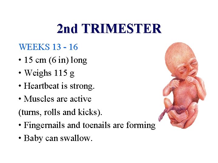 2 nd TRIMESTER WEEKS 13 - 16 • 15 cm (6 in) long •