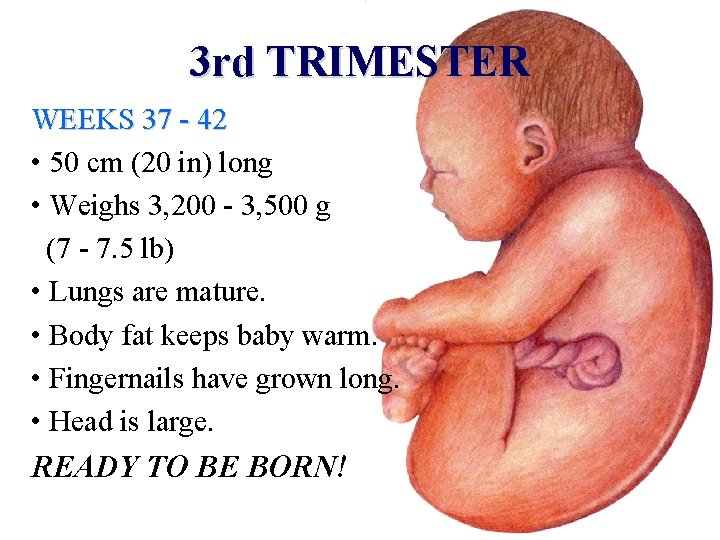 3 rd TRIMESTER WEEKS 37 - 42 • 50 cm (20 in) long •