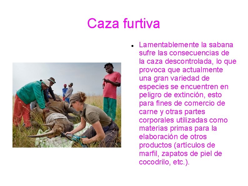 Caza furtiva Lamentablemente la sabana sufre las consecuencias de la caza descontrolada, lo que