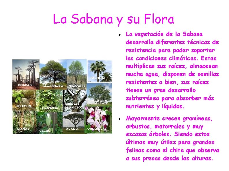 La Sabana y su Flora La vegetación de la Sabana desarrolla diferentes técnicas de