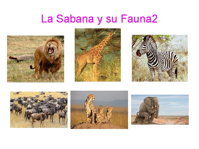 La Sabana y su Fauna 2 