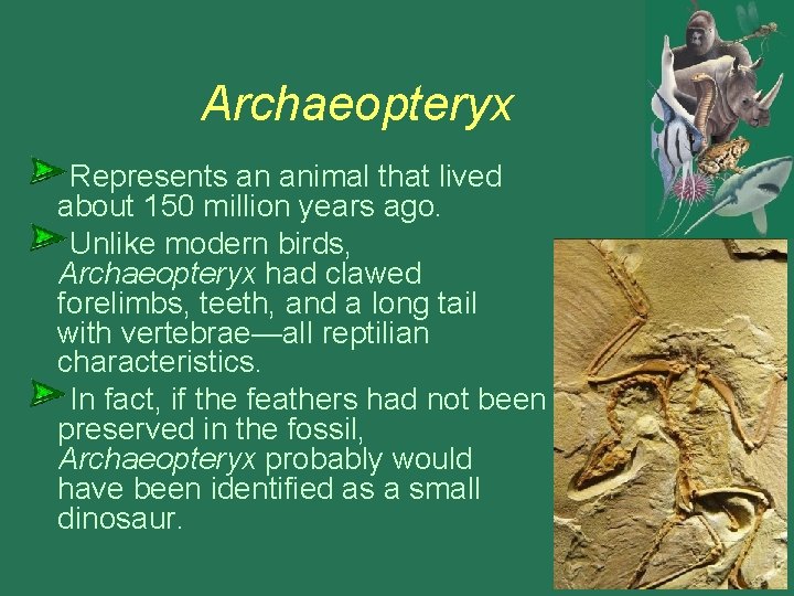 Archaeopteryx Represents an animal that lived about 150 million years ago. Unlike modern birds,