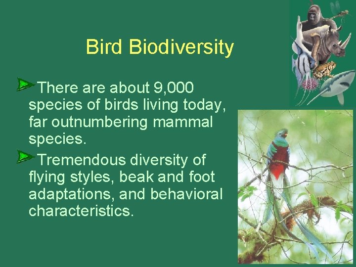 Bird Biodiversity There about 9, 000 species of birds living today, far outnumbering mammal