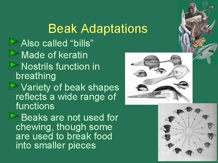 Beak Adaptations Also called “bills” Made of keratin Nostrils function in breathing Variety of Beak Adaptations Also called “bills” Made of keratin Nostrils function in breathing Variety of