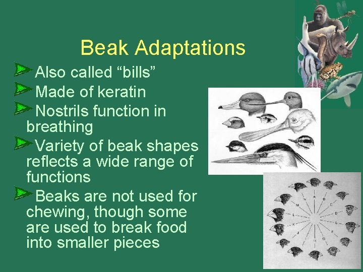 Beak Adaptations Also called “bills” Made of keratin Nostrils function in breathing Variety of