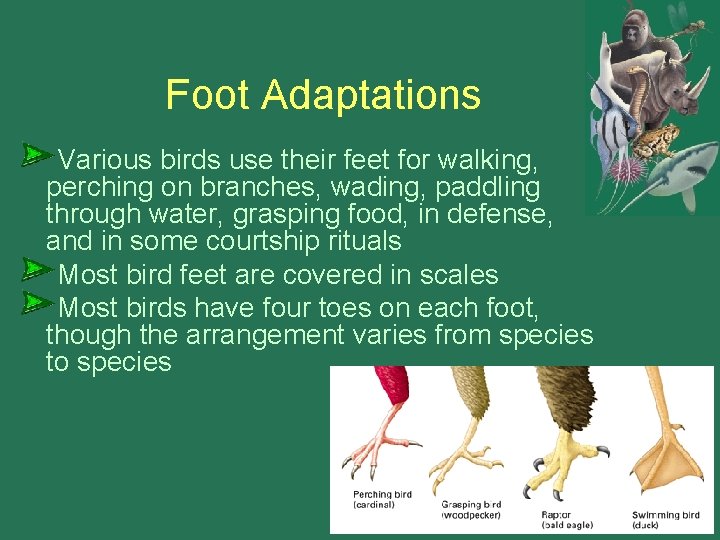 Foot Adaptations Various birds use their feet for walking, perching on branches, wading, paddling