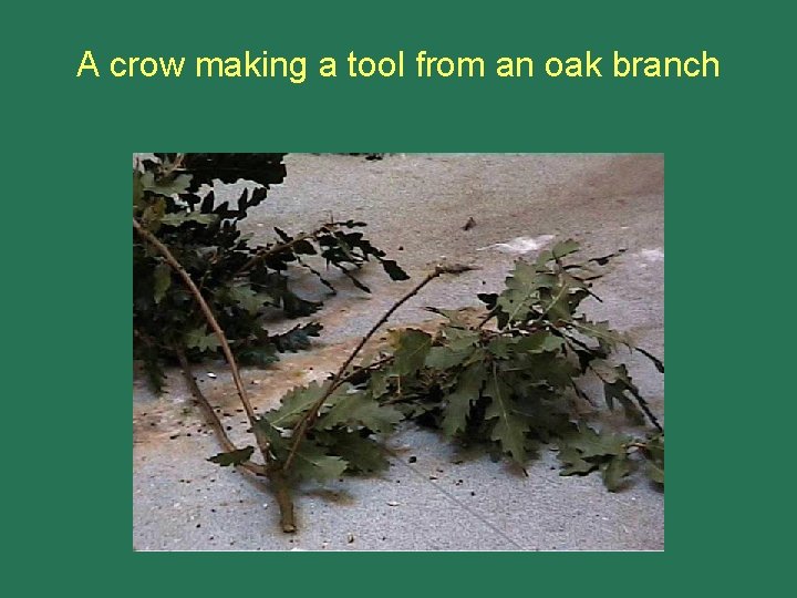A crow making a tool from an oak branch 