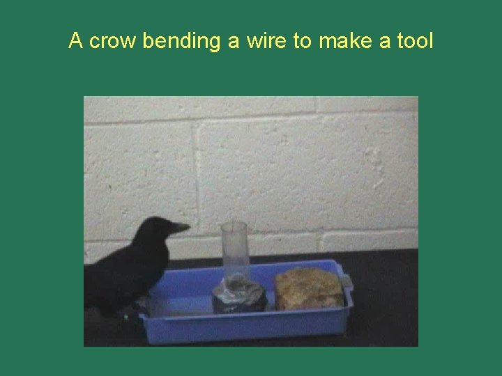 A crow bending a wire to make a tool 