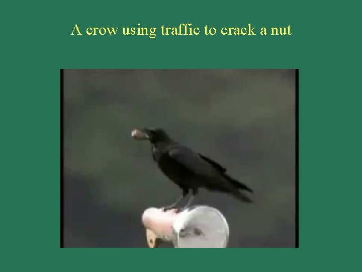 A crow using traffic to crack a nut 