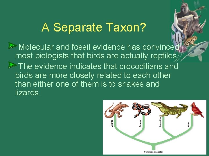 A Separate Taxon? Molecular and fossil evidence has convinced most biologists that birds are