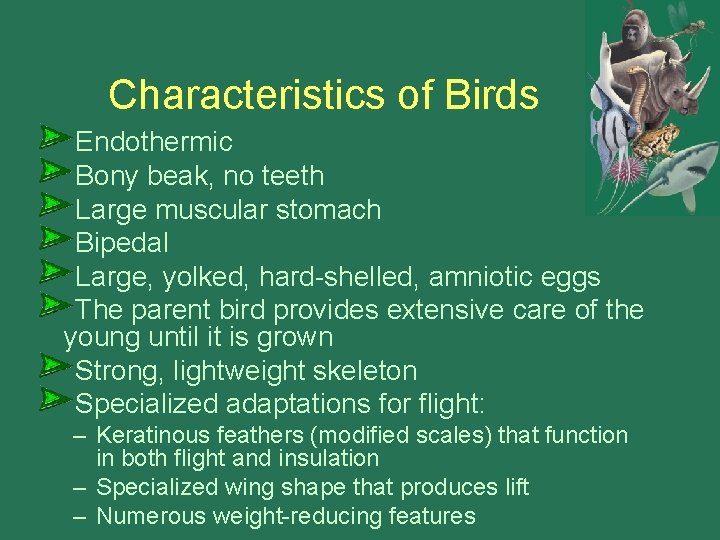 Characteristics of Birds Endothermic Bony beak, no teeth Large muscular stomach Bipedal Large, yolked,