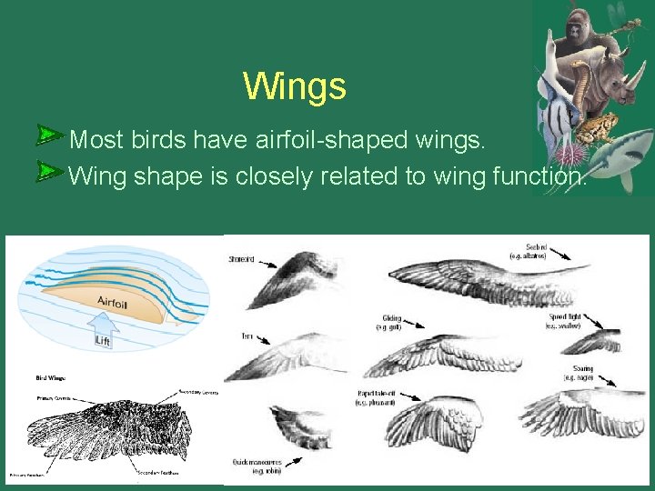 Wings Most birds have airfoil-shaped wings. Wing shape is closely related to wing function. Wings Most birds have airfoil-shaped wings. Wing shape is closely related to wing function.