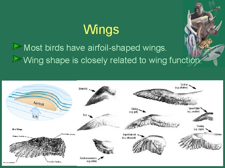 Wings Most birds have airfoil-shaped wings. Wing shape is closely related to wing function.