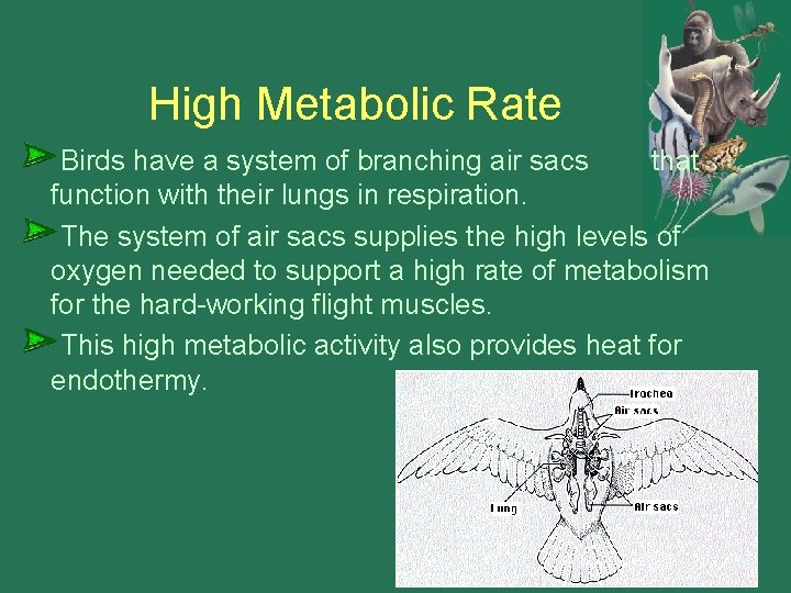 High Metabolic Rate Birds have a system of branching air sacs that function with