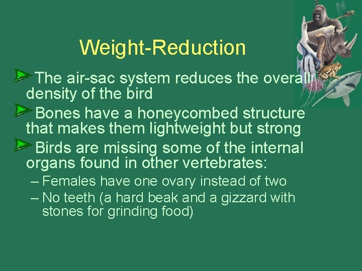 Weight-Reduction The air-sac system reduces the overall density of the bird Bones have a Weight-Reduction The air-sac system reduces the overall density of the bird Bones have a