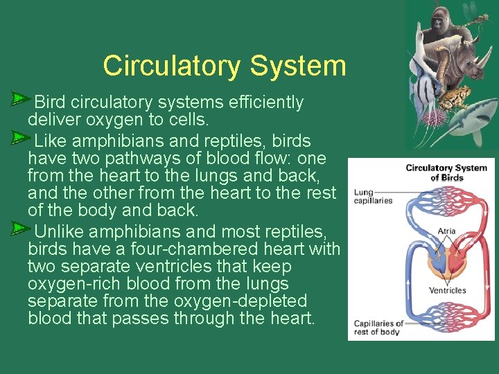 Circulatory System Bird circulatory systems efficiently deliver oxygen to cells. Like amphibians and reptiles,