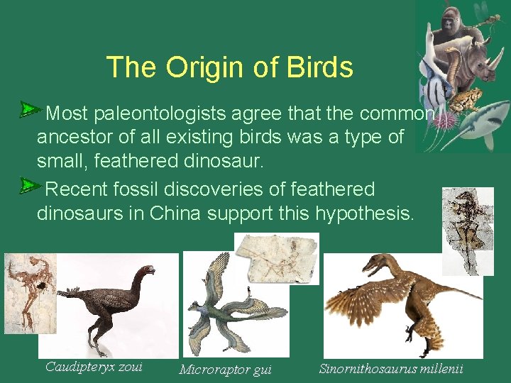 The Origin of Birds Most paleontologists agree that the common ancestor of all existing