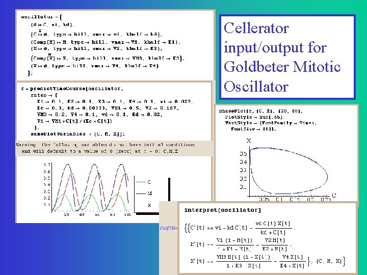 Cellerator input/output for Goldbeter Mitotic Oscillator 