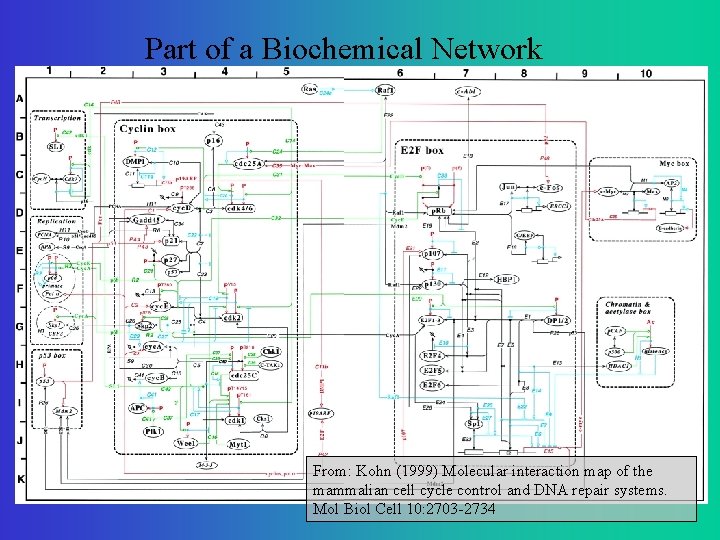 Part of a Biochemical Network From: Kohn (1999) Molecular interaction map of the mammalian