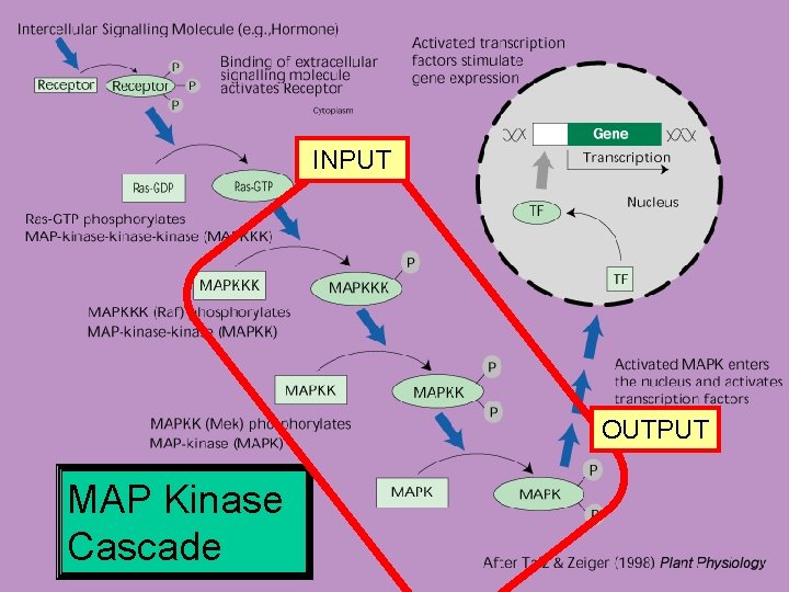INPUT OUTPUT MAP Kinase Cascade 