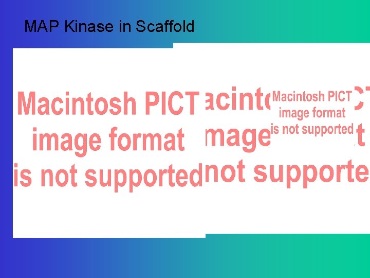 MAP Kinase in Scaffold 