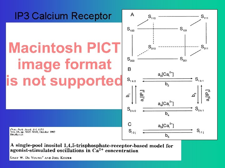 IP 3 Calcium Receptor 