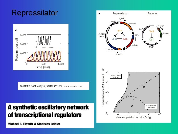 Repressilator 