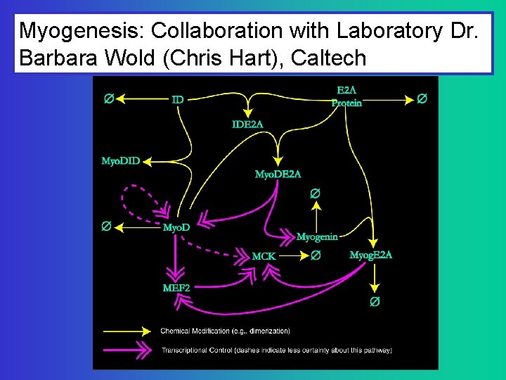 Myogenesis: Collaboration with Laboratory Dr. Barbara Wold (Chris Hart), Caltech 