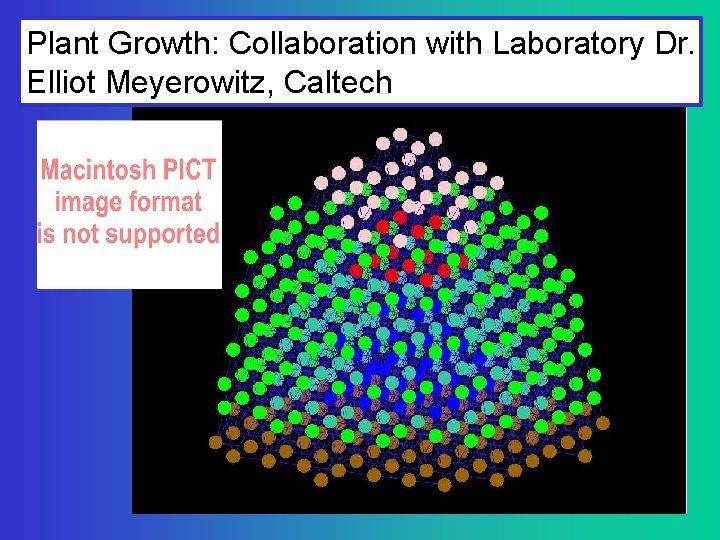 Plant Growth: Collaboration with Laboratory Dr. Elliot Meyerowitz, Caltech 
