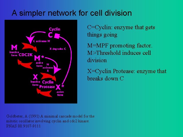 A simpler network for cell division C=Cyclin: enzyme that gets things going M=MPF promoting