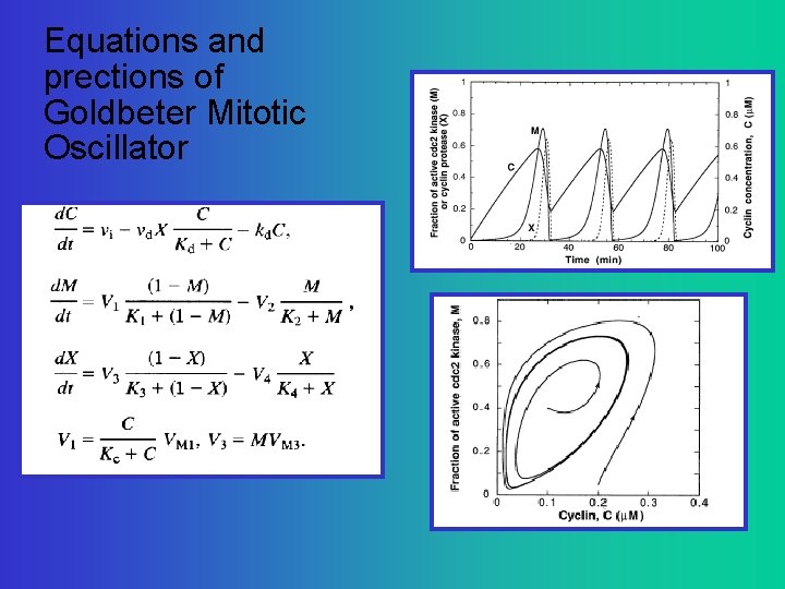 Equations and prections of Goldbeter Mitotic Oscillator 