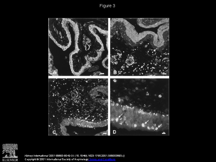 Figure 3 Kidney International 2001 59893 -904 DOI: (10. 1046/j. 1523 -1755. 2001. 059003893.