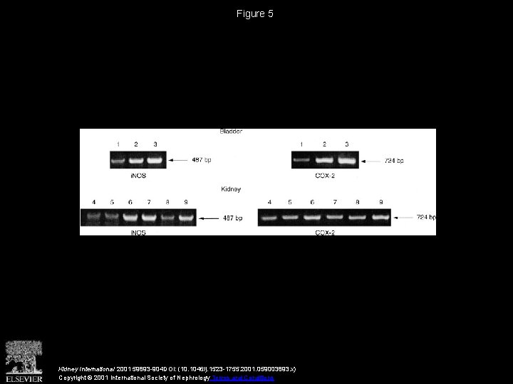 Figure 5 Kidney International 2001 59893 -904 DOI: (10. 1046/j. 1523 -1755. 2001. 059003893.