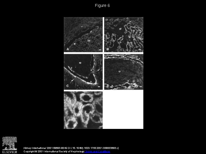 Figure 6 Kidney International 2001 59893 -904 DOI: (10. 1046/j. 1523 -1755. 2001. 059003893.