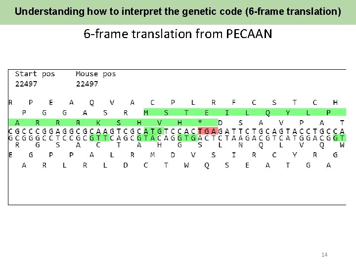 Understanding how to interpret the genetic code (6 -frame translation) 6 -frame translation from