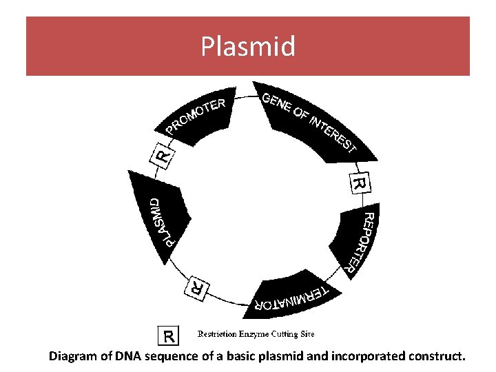 Plasmid Diagram of DNA sequence of a basic plasmid and incorporated construct. Plasmid Diagram of DNA sequence of a basic plasmid and incorporated construct.