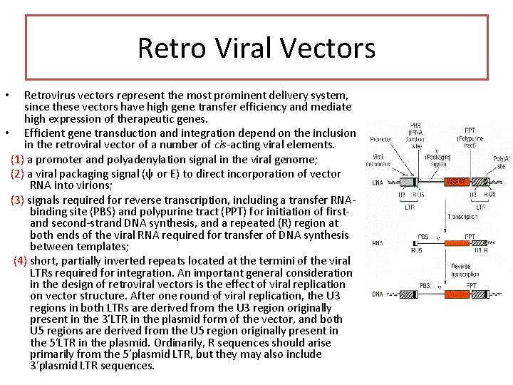 Retro Viral Vectors Retrovirus vectors represent the most prominent delivery system, since these vectors