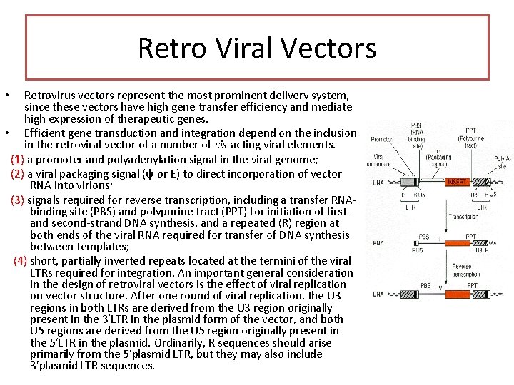 Retro Viral Vectors Retrovirus vectors represent the most prominent delivery system, since these vectors Retro Viral Vectors Retrovirus vectors represent the most prominent delivery system, since these vectors