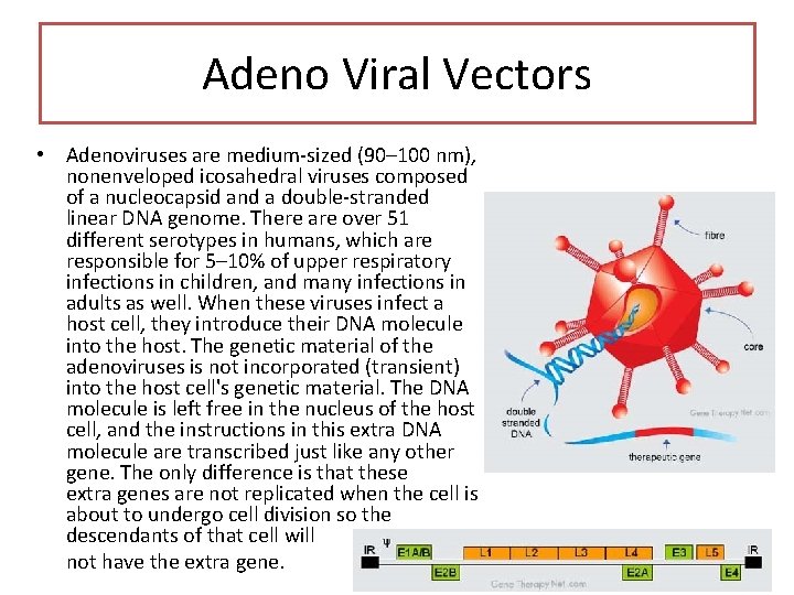 Adeno Viral Vectors • Adenoviruses are medium-sized (90– 100 nm), nonenveloped icosahedral viruses composed Adeno Viral Vectors • Adenoviruses are medium-sized (90– 100 nm), nonenveloped icosahedral viruses composed