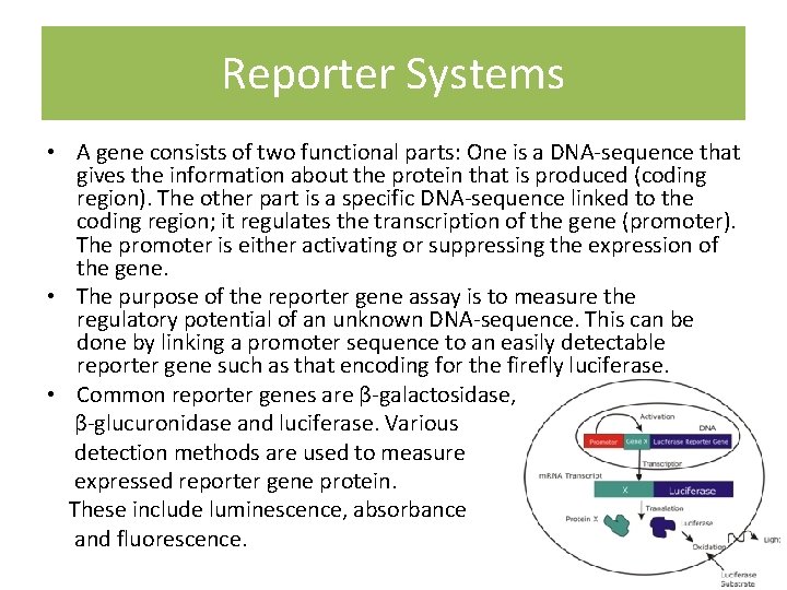 Reporter Systems • A gene consists of two functional parts: One is a DNA-sequence