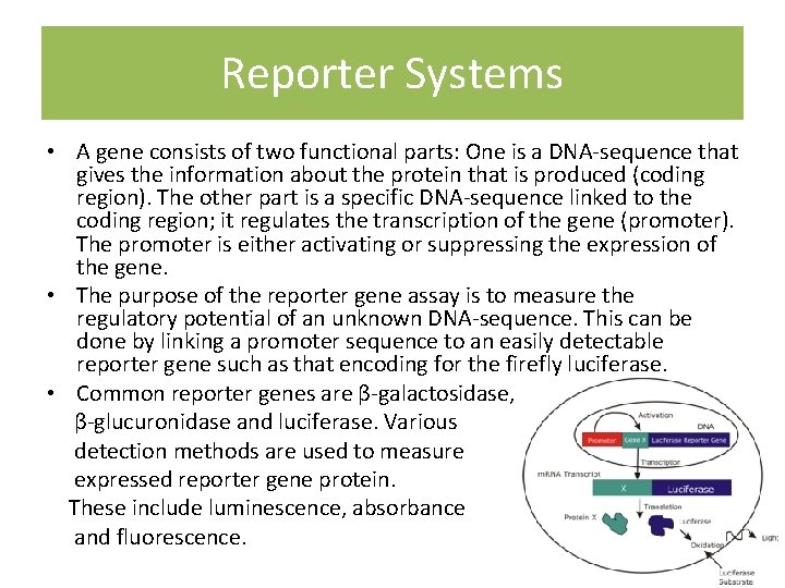 Reporter Systems • A gene consists of two functional parts: One is a DNA-sequence Reporter Systems • A gene consists of two functional parts: One is a DNA-sequence