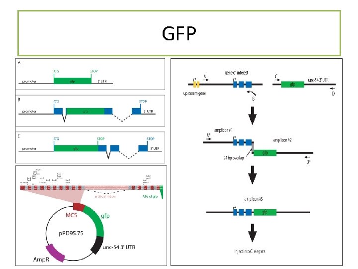 GFP GFP