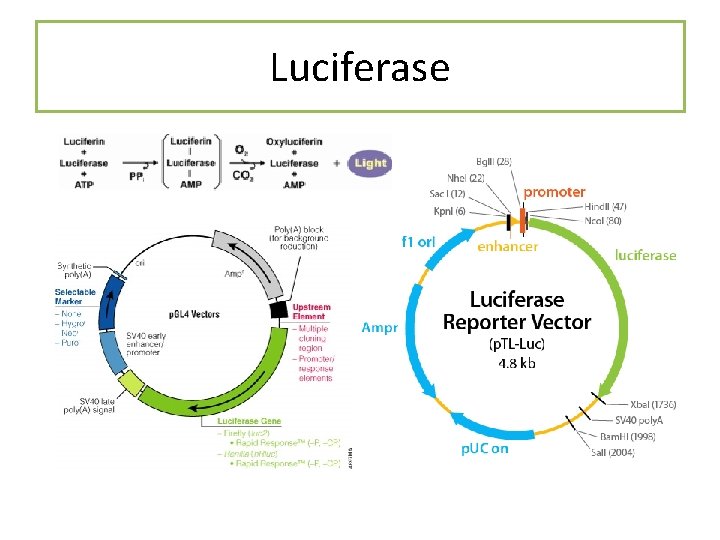 Luciferase Luciferase