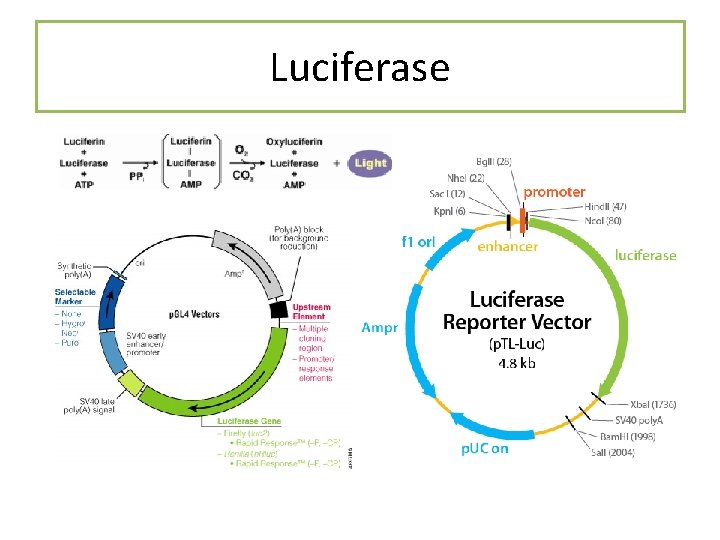 Luciferase 