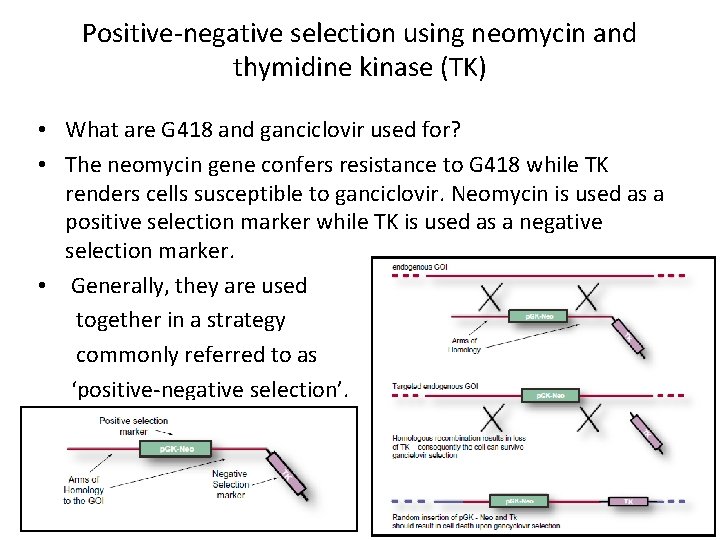 Positive-negative selection using neomycin and thymidine kinase (TK) • What are G 418 and