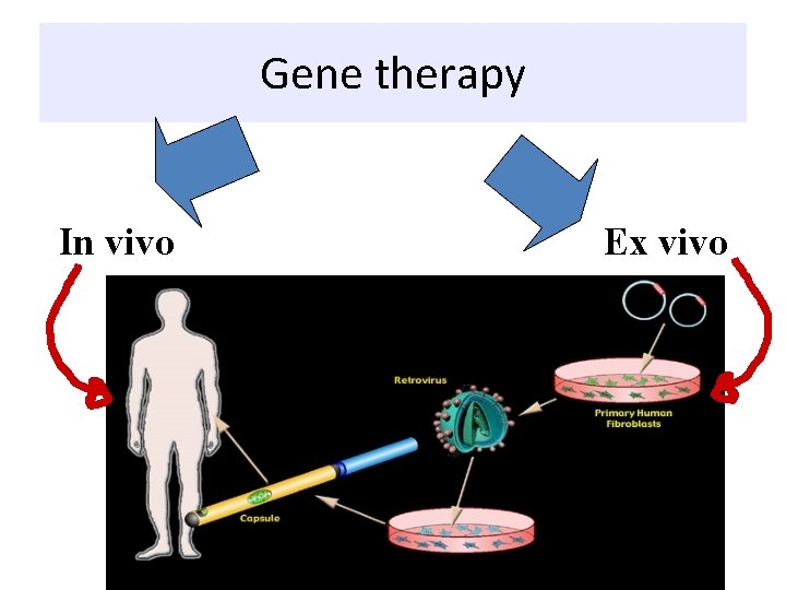 Gene therapy In vivo Ex vivo Gene therapy In vivo Ex vivo